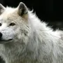 Скачать Волчицу