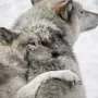Скачать волчицу