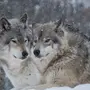 Скачать волчицу