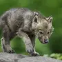 Фотографии маленького волчонка
