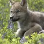 Фотографии маленького волчонка