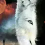Скачать волка на аватарку