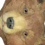 Пошаговая изображения животного медведя
