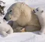 Белый Медведь Для Детей