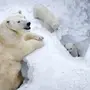 Белый медведь для детей