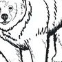 Картинка медведя карандашом