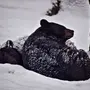 Берлога медведя