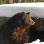 Берлога медведя