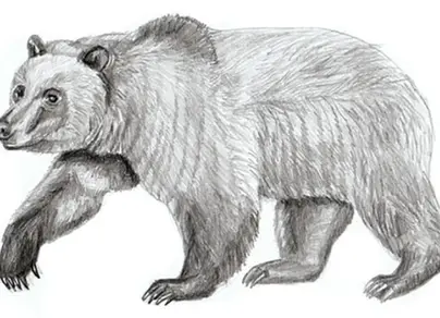Медведяь для срисовки