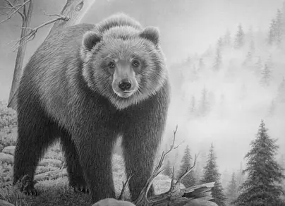 Медведяь для срисовки