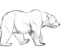 Фотки Нарисованного Медведя