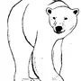 Белый Медведь Картинки Нарисованные
