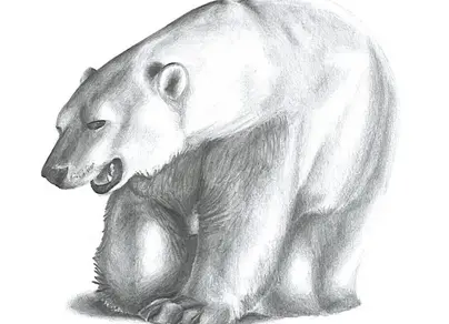 Белый медведь картинки нарисованные