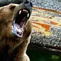 Злой медведь