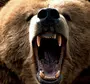Злой Медведь
