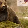 Бурый медведь картинки
