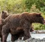 Бурый медведь картинки