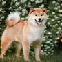Японская Собака Сиба Ину