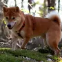 Японская Собака Сиба Ину