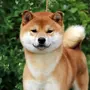 Японская собака сиба ину