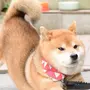 Японская собака сиба ину