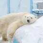 День полярного медведя картинки