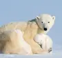 День полярного медведя картинки