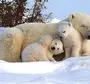 Белые медведи с медвежатами