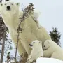 Белые медведи с медвежатами