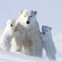 Белые Медведи С Медвежатами
