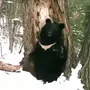 Гималайский Медведь