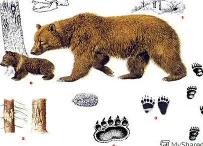 Следы медведя картинки