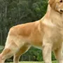 Собака золотистый ретривер