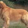 Собака золотистый ретривер