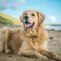 Собака Золотистый Ретривер