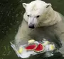 Чем питается белый медведь картинки
