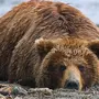 Фотография камчатский бурый медведь