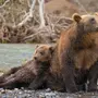 Фотография камчатский бурый медведь
