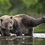 Фотография Камчатский Бурый Медведь
