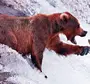 Фотография Камчатский Бурый Медведь