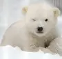 Белый медведь в хорошем качестве