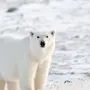 Белый Медведь В Хорошем Качестве
