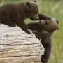 Медведь маленькая картинка