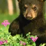 Медведь маленькая картинка