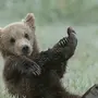 Медведь Маленькая Картинка