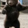 Медвежата Смешные