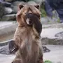 Медвежата смешные