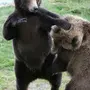 Медвежата Смешные