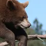 Медвежата смешные