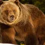 Медведь Гризли Животного